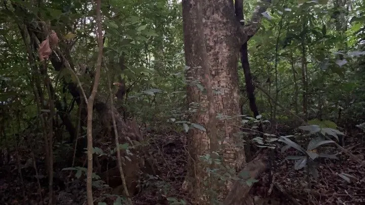 Chácara à venda de 4 ha em Santo Antônio da Patrulha, RS, Brasil