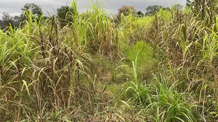 Chácara à venda de 4 ha em Santo Antônio da Patrulha, RS, Brasil
