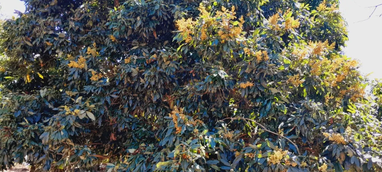 Chácara à venda de 2 ha em Boituva, SP, Brasil
