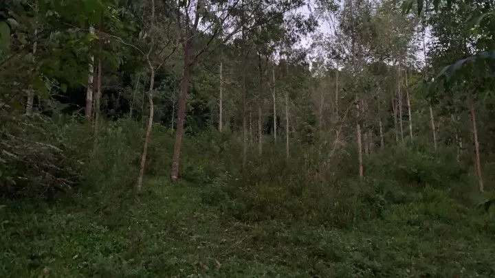 Chácara à venda de 3 ha em Rolante, RS, Brasil
