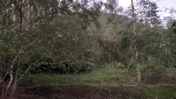 Chácara à venda de 3 ha em Rolante, RS, Brasil