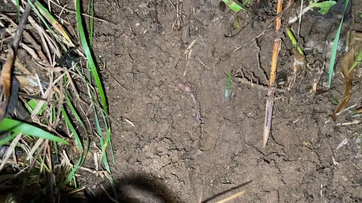 Chácara à venda de 3 ha em Rolante, RS, Brasil