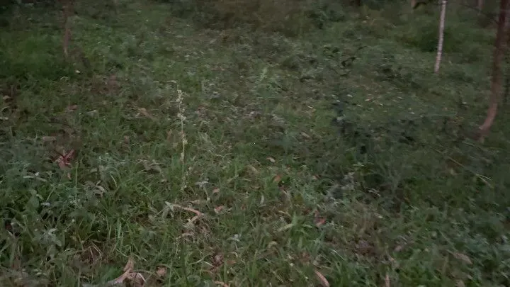 Chácara à venda de 3 ha em Rolante, RS, Brasil