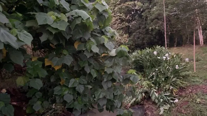 Chácara à venda de 3 ha em Rolante, RS, Brasil