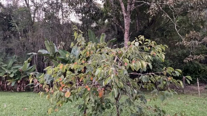 Chácara à venda de 3 ha em Rolante, RS, Brasil