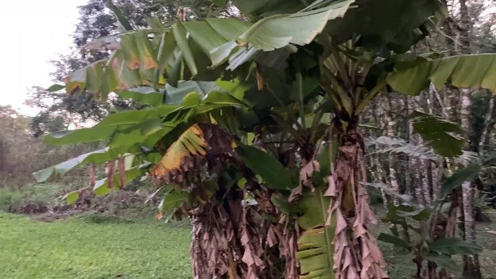 Chácara à venda de 3 ha em Rolante, RS, Brasil