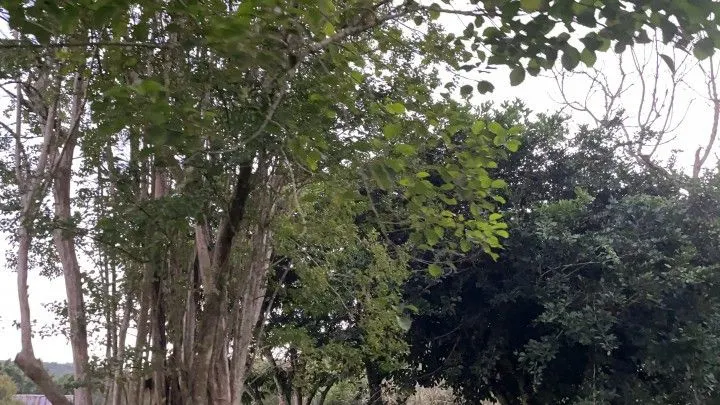 Chácara à venda de 3 ha em Rolante, RS, Brasil