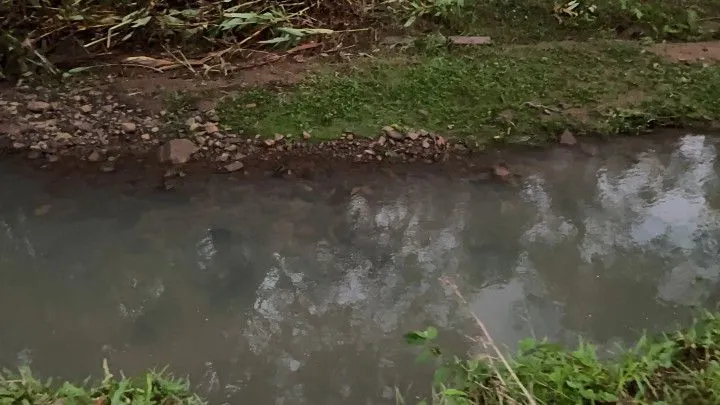 Chácara à venda de 3 ha em Rolante, RS, Brasil