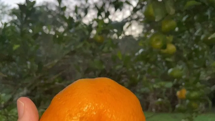 Chácara à venda de 3 ha em Rolante, RS, Brasil
