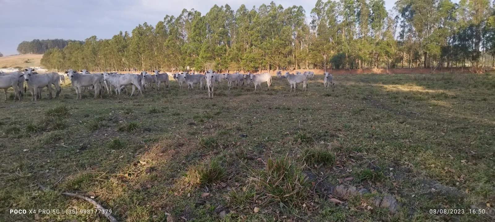 Farm for sale of 427 acres in Pouso Alegre, MG, Brazil