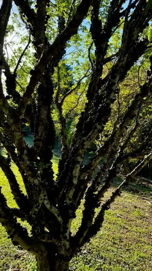Sítio à venda de 4 ha em Mogi das Cruzes, SP, Brasil