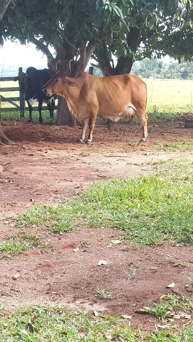 Fazenda à venda de 317 ha em Araçatuba, SP, Brasil