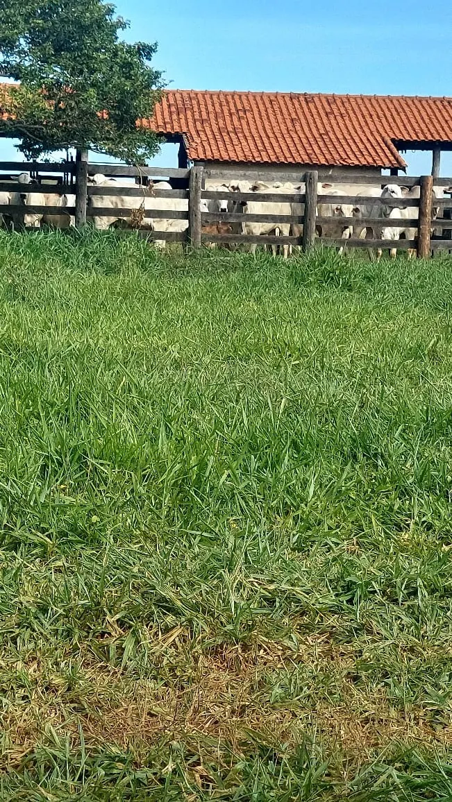 Fazenda à venda de 317 ha em Araçatuba, SP, Brasil
