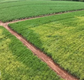 Fazenda à venda e para Arrendar de 484 ha em São Carlos, SP, Brasil
