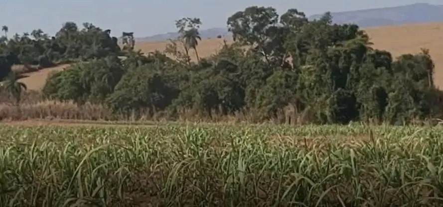 Fazenda à venda de 90 ha em São João da Boa Vista, SP, Brasil