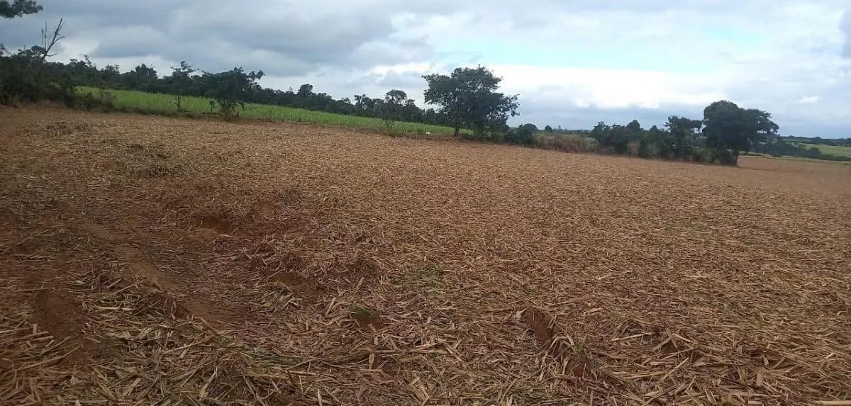 Fazenda à venda de 90 ha em São João da Boa Vista, SP, Brasil