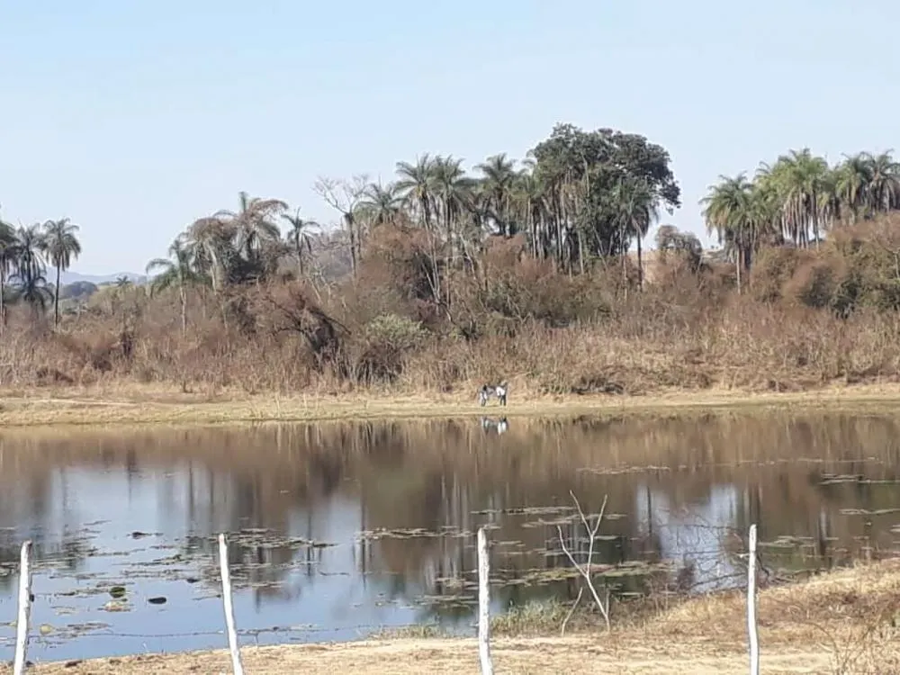 Fazenda à venda de 90 ha em São João da Boa Vista, SP, Brasil