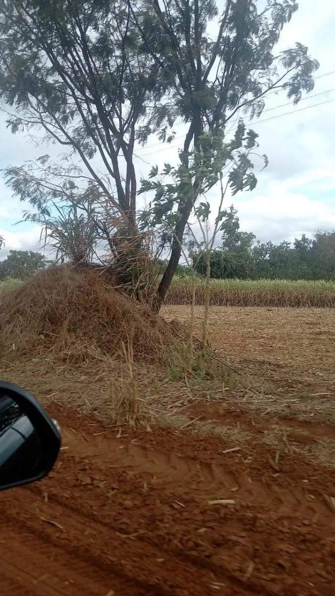 Fazenda à venda de 90 ha em São João da Boa Vista, SP, Brasil