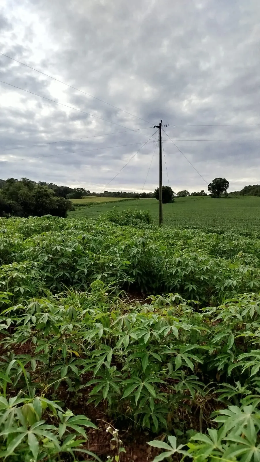 Chácara à venda de 5 ha em Vianópolis, GO, Brasil