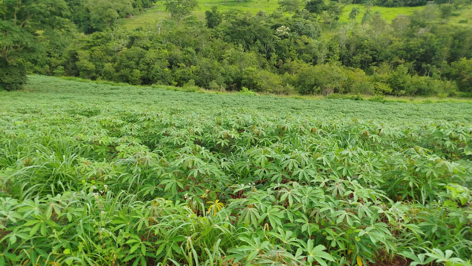 Chácara à venda de 5 ha em Vianópolis, GO, Brasil