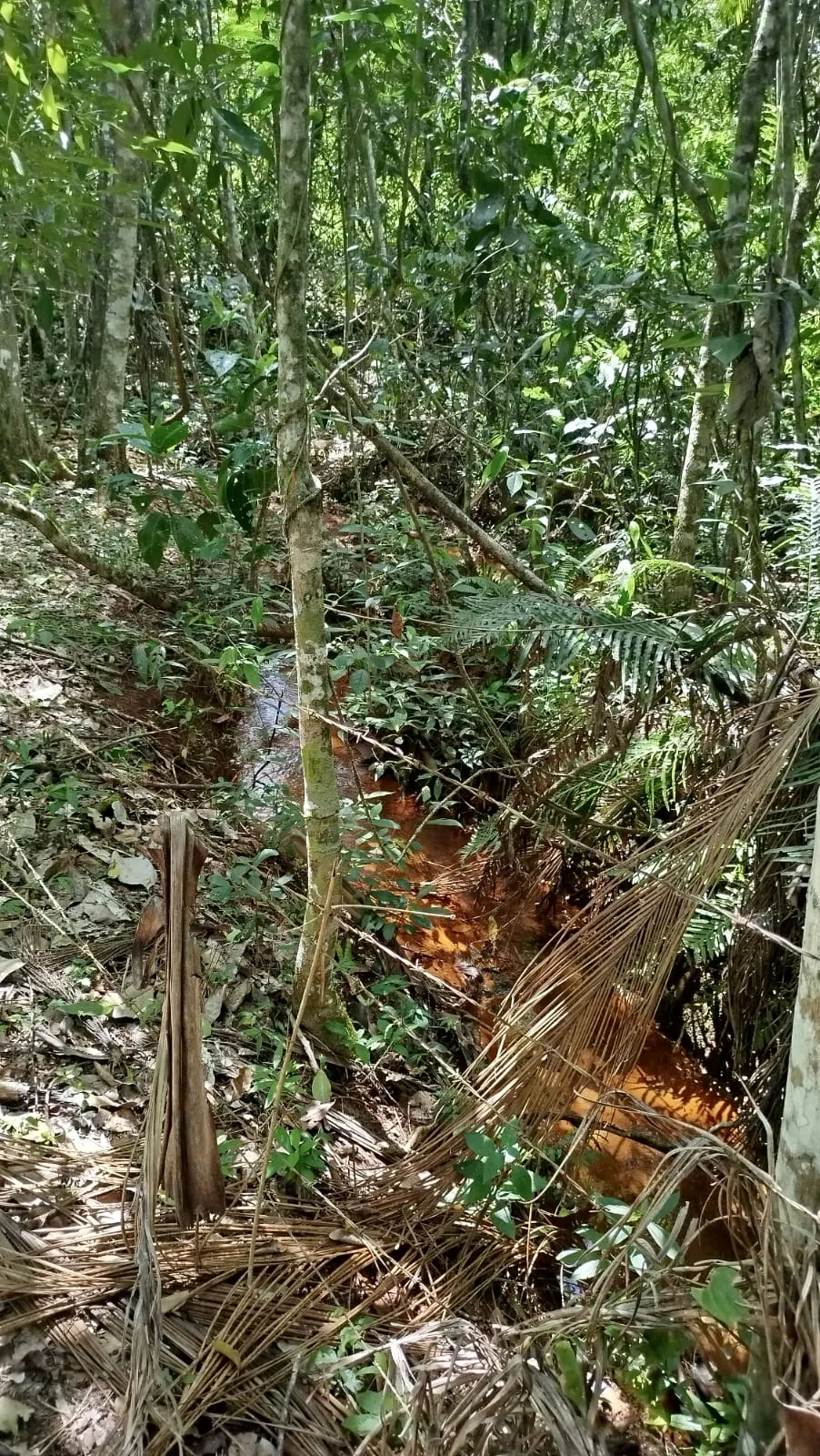 Chácara à venda de 5 ha em Vianópolis, GO, Brasil
