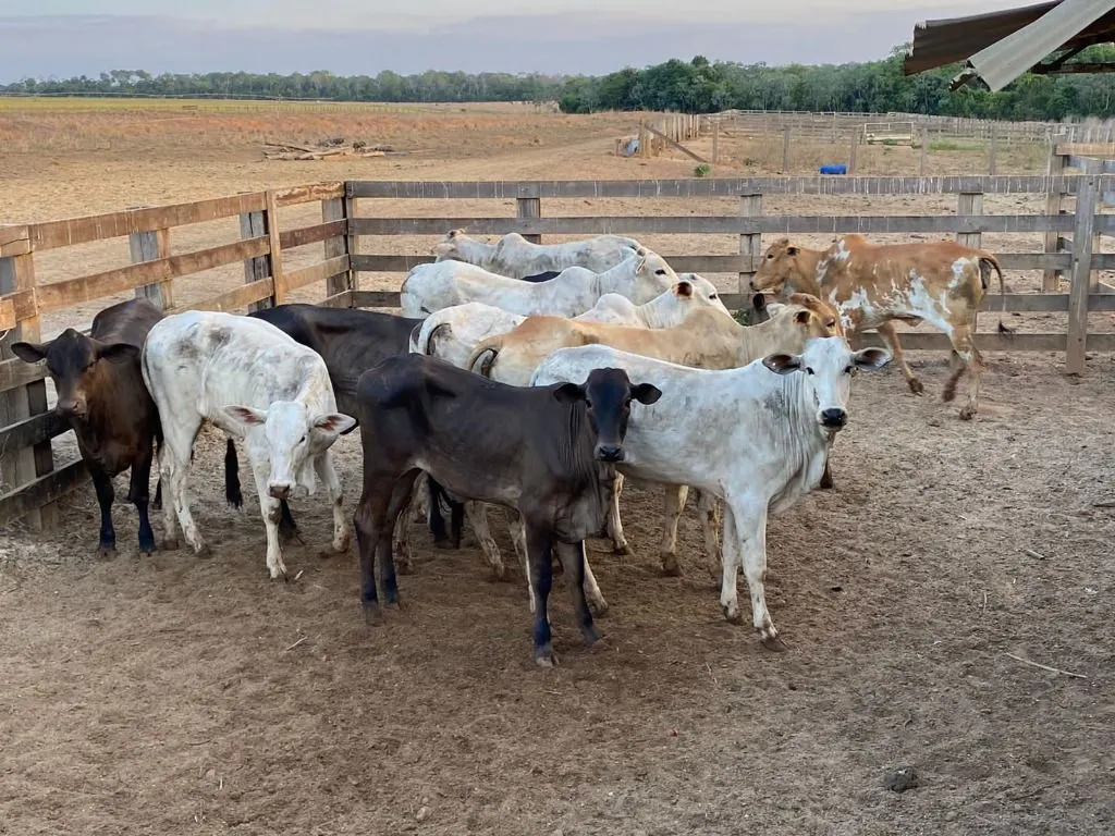 Fazenda à venda de 120 ha em Feliz Natal, MT, Brasil