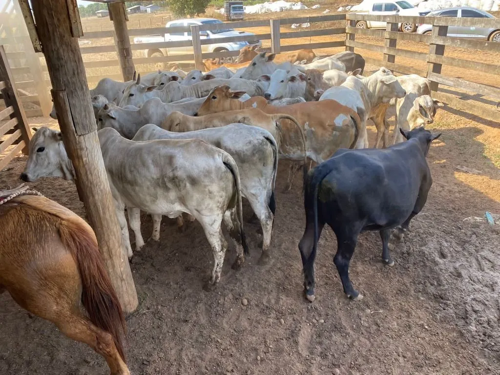 Fazenda à venda de 120 ha em Feliz Natal, MT, Brasil