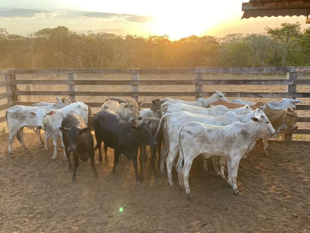 Fazenda à venda de 120 ha em Feliz Natal, MT, Brasil