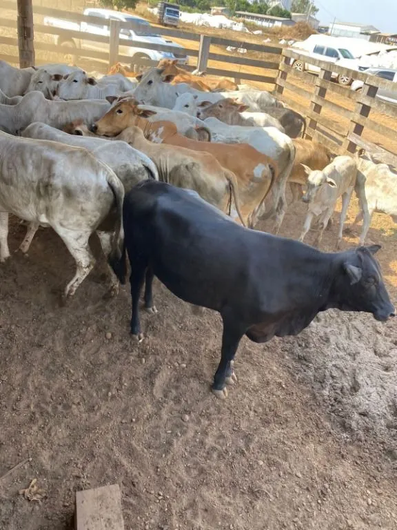 Fazenda à venda de 120 ha em Feliz Natal, MT, Brasil
