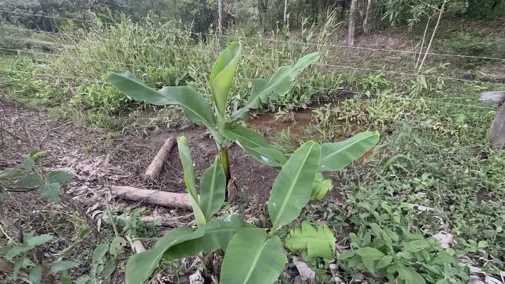 Terreno à venda de 720 m² em Santo Antônio da Patrulha, RS, Brasil