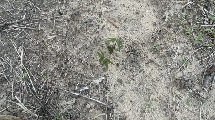 Terreno à venda de 720 m² em Santo Antônio da Patrulha, RS, Brasil