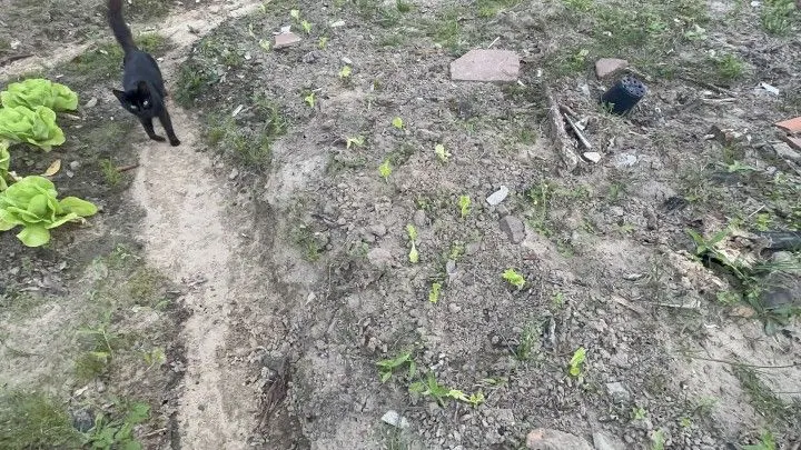 Terreno à venda de 720 m² em Santo Antônio da Patrulha, RS, Brasil