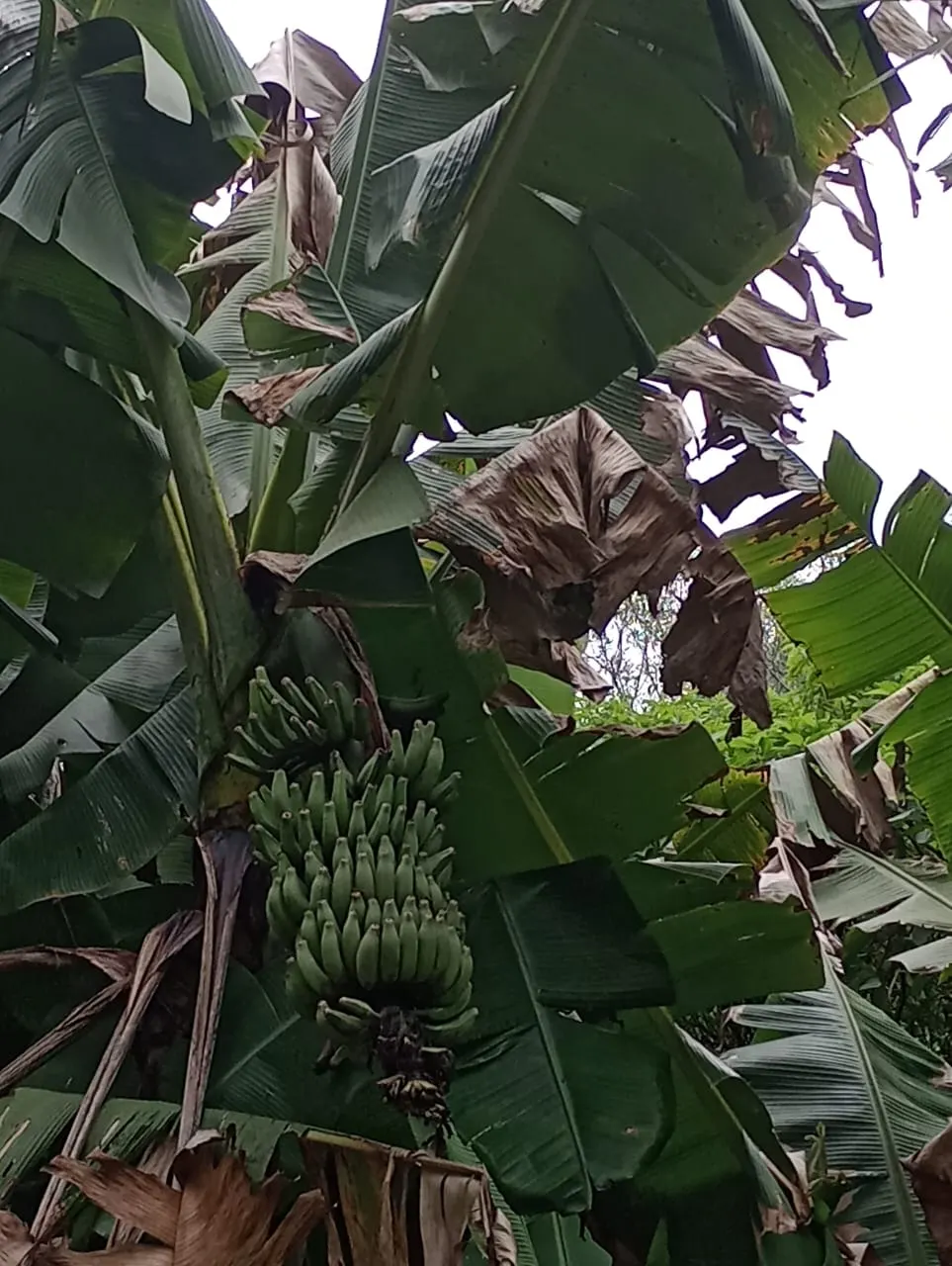 Chácara à venda de 3 ha em Riozinho, RS, Brasil