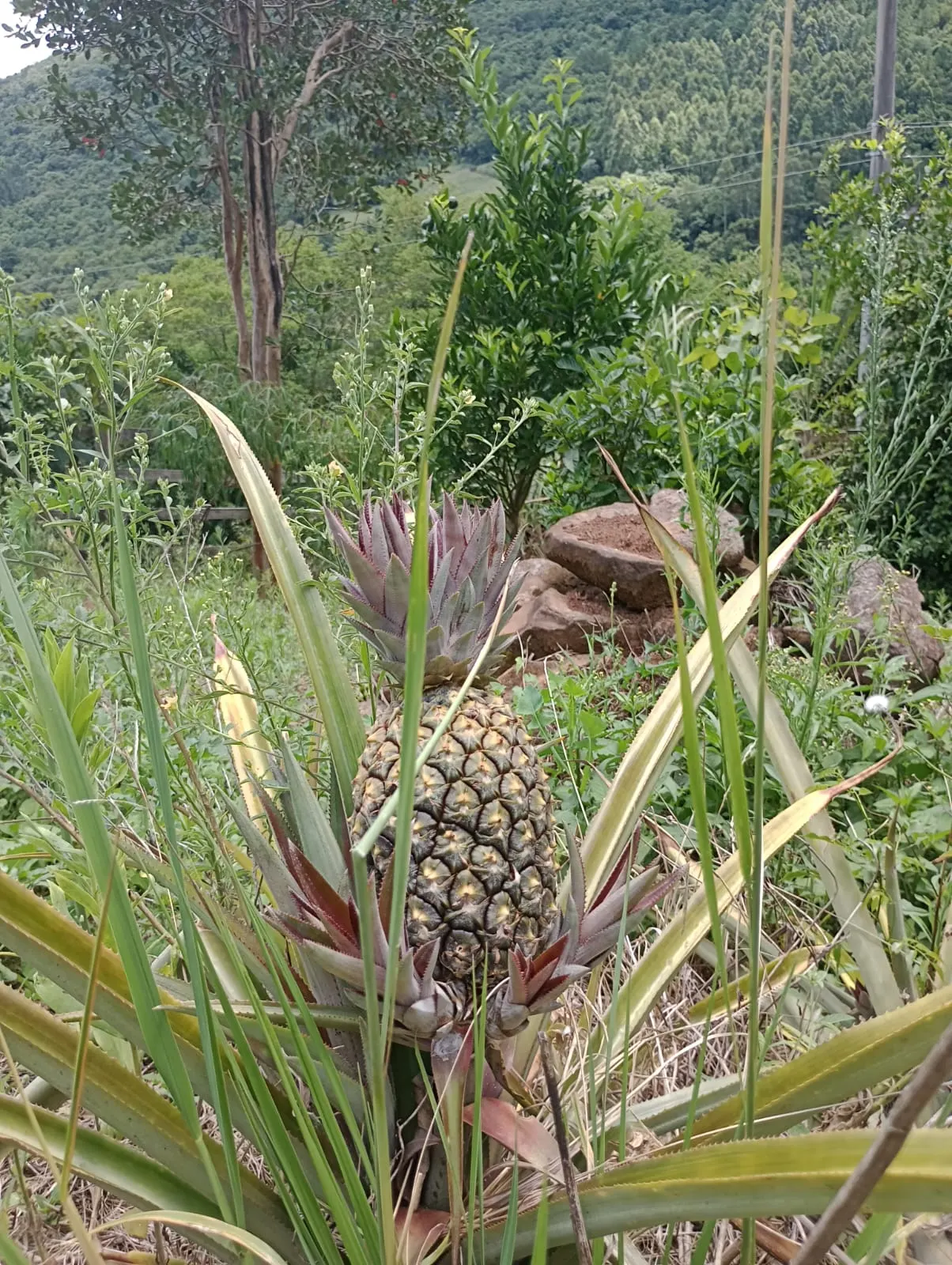 Chácara à venda de 3 ha em Riozinho, RS, Brasil