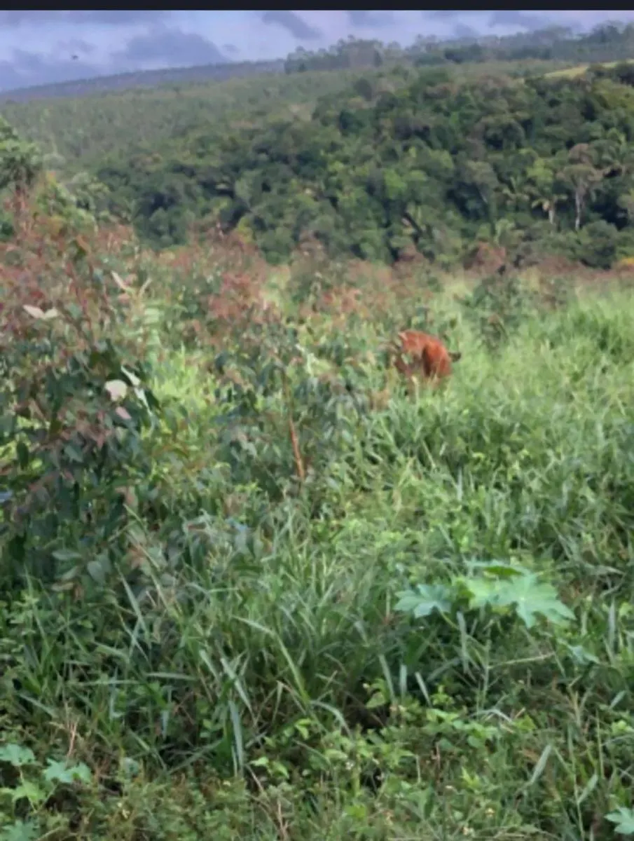 Sítio à venda de 4 ha em São Miguel Arcanjo, SP, Brasil