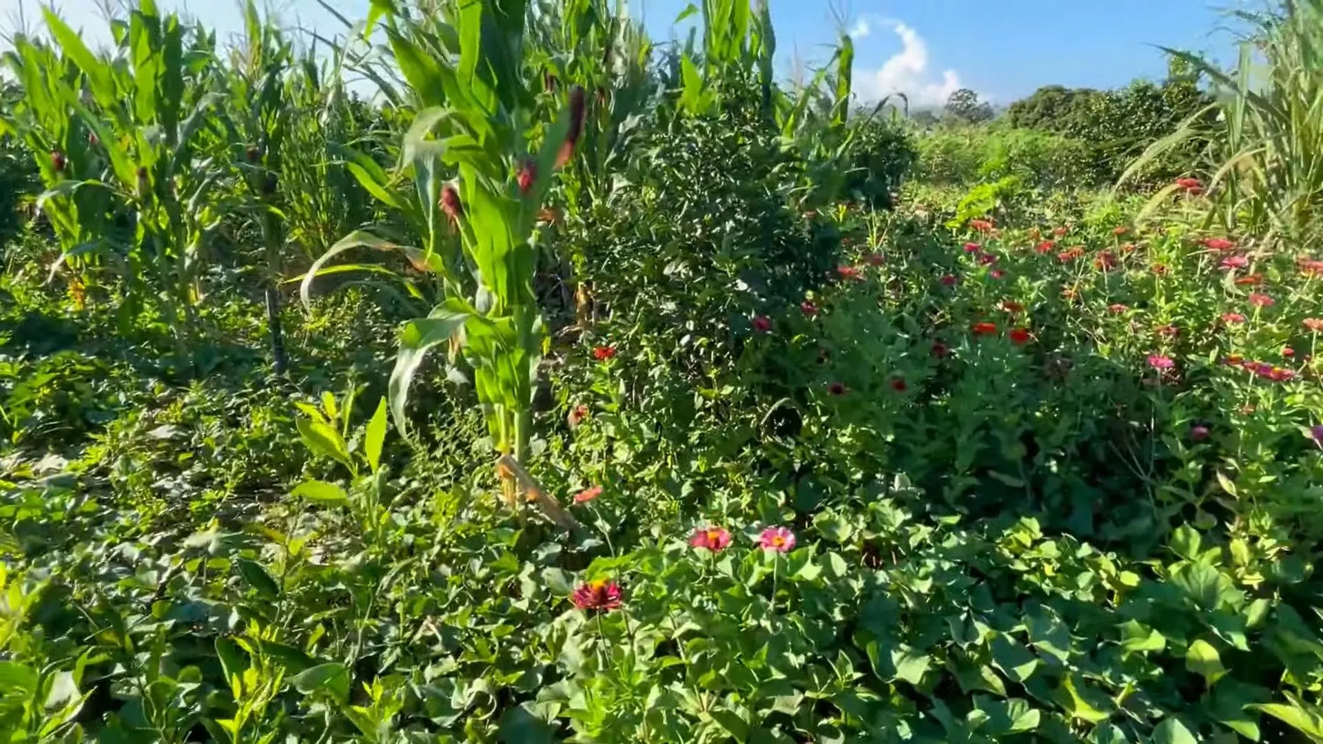 Country home for sale of 2,900 m² in Santo Antônio da Patrulha, RS, Brazil