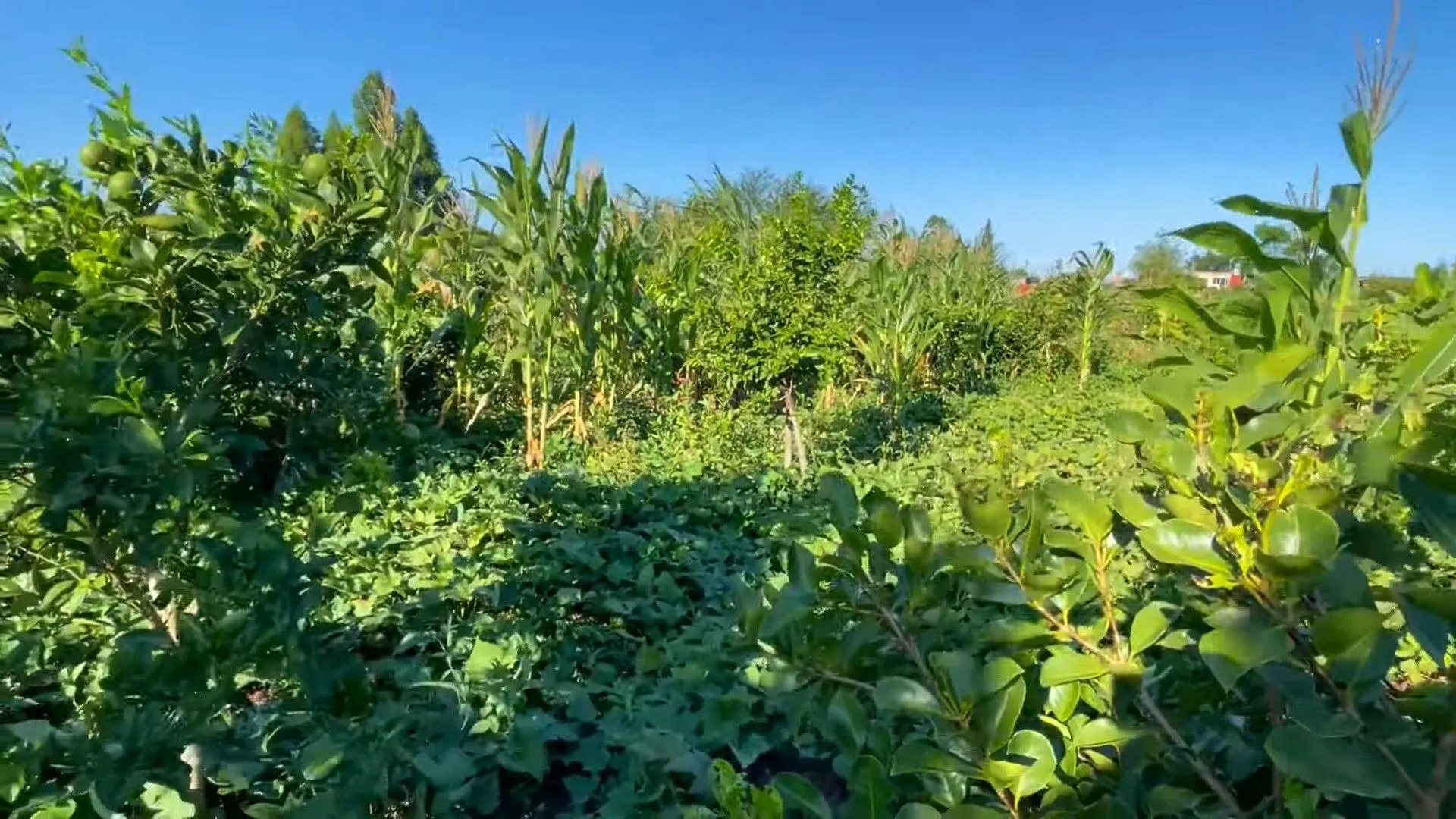 Country home for sale of 2,900 m² in Santo Antônio da Patrulha, RS, Brazil