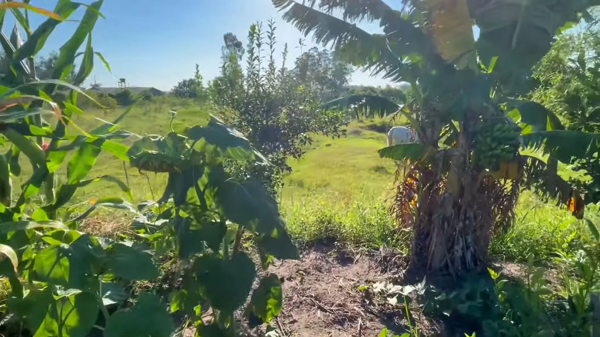 Country home for sale of 2,900 m² in Santo Antônio da Patrulha, RS, Brazil