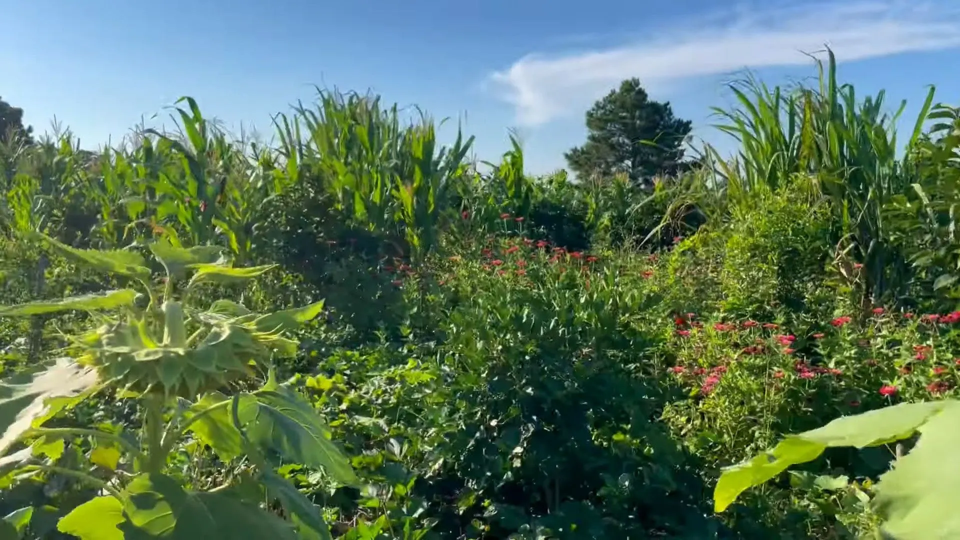 Country home for sale of 2,900 m² in Santo Antônio da Patrulha, RS, Brazil
