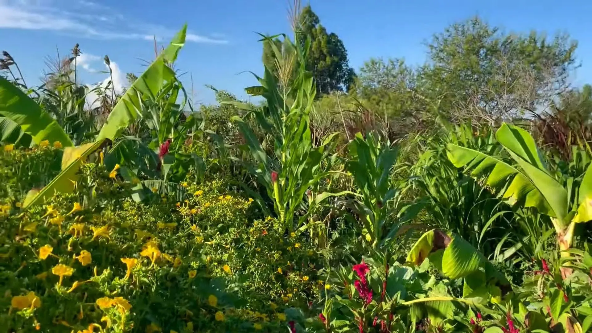 Country home for sale of 2,900 m² in Santo Antônio da Patrulha, RS, Brazil