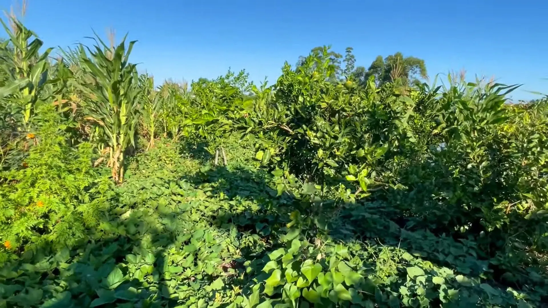 Country home for sale of 2,900 m² in Santo Antônio da Patrulha, RS, Brazil
