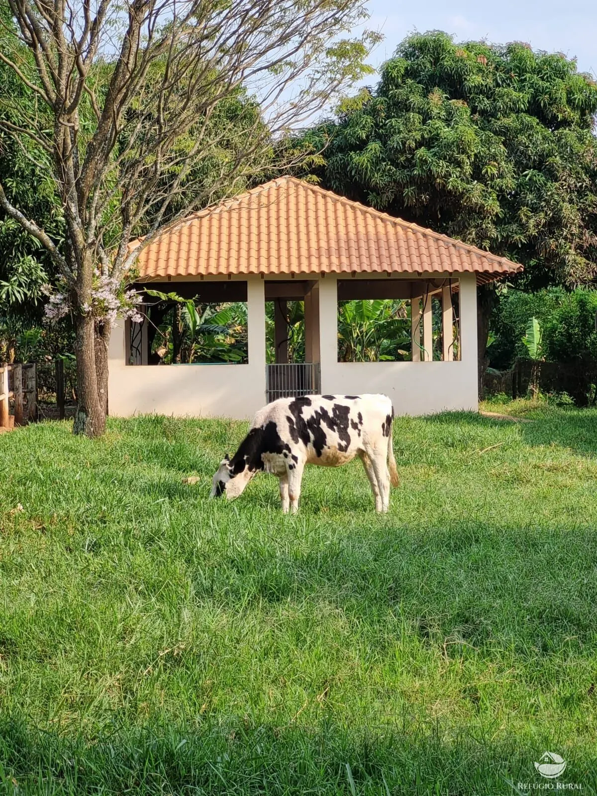 Chácara à venda de 3 ha em Cianorte, PR, Brasil