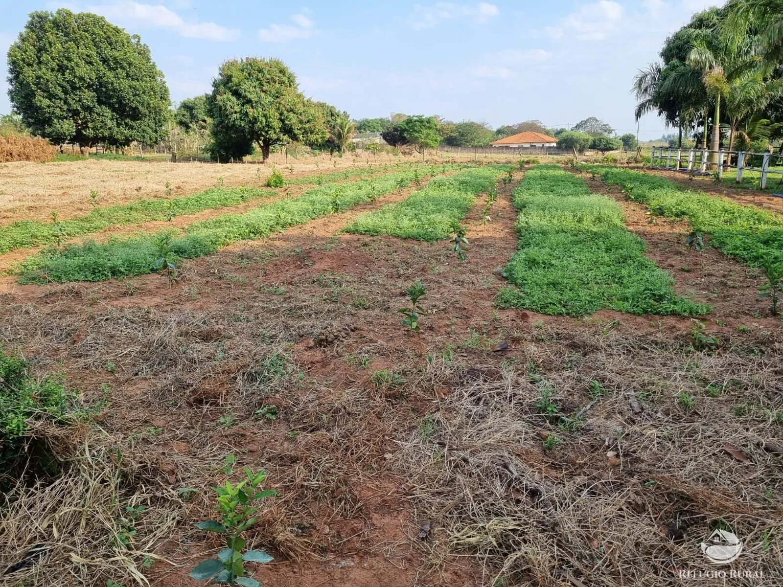 Chácara à venda de 3 ha em Cianorte, PR, Brasil