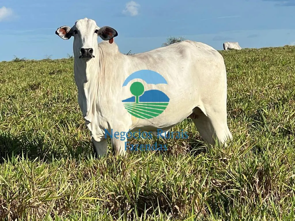Fazenda à venda de 6.500 ha em Campo Maior, PI, Brasil