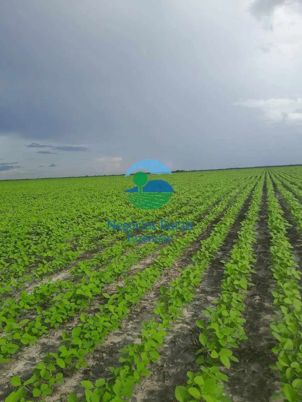 Fazenda à venda de 6.500 ha em Campo Maior, PI, Brasil