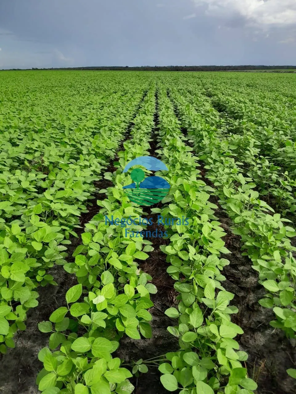 Fazenda à venda de 6.500 ha em Campo Maior, PI, Brasil