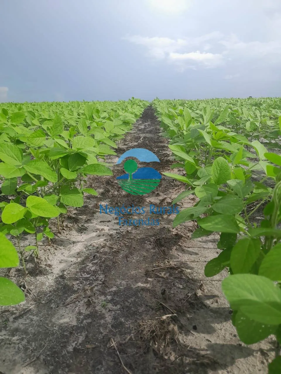Fazenda à venda de 6.500 ha em Campo Maior, PI, Brasil