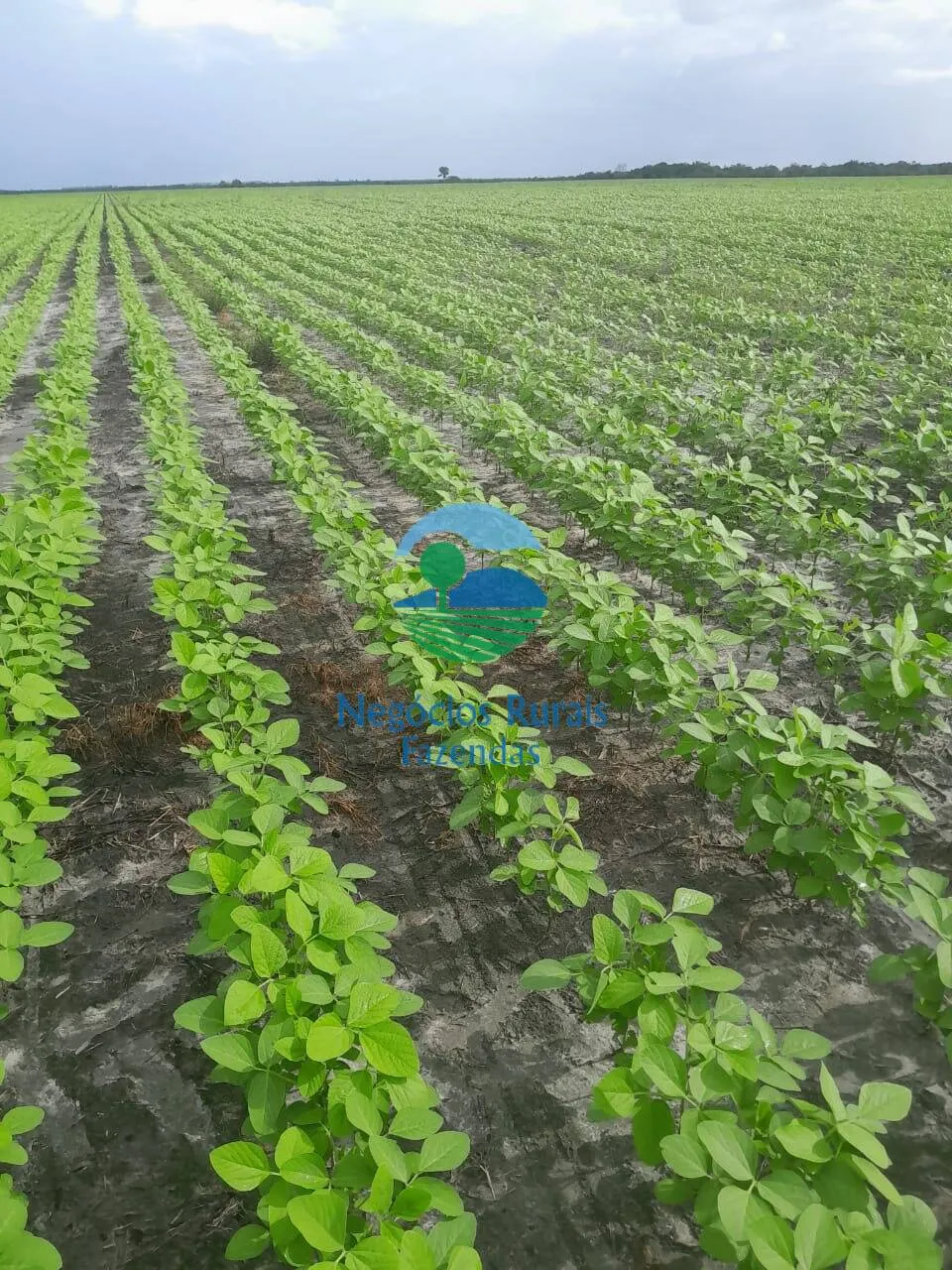 Fazenda à venda de 6.500 ha em Campo Maior, PI, Brasil