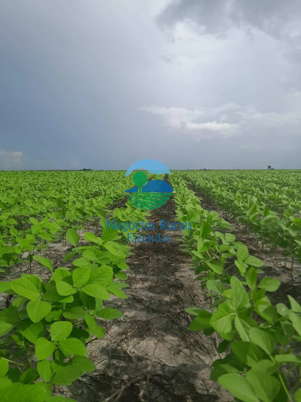 Fazenda à venda de 6.500 ha em Campo Maior, PI, Brasil