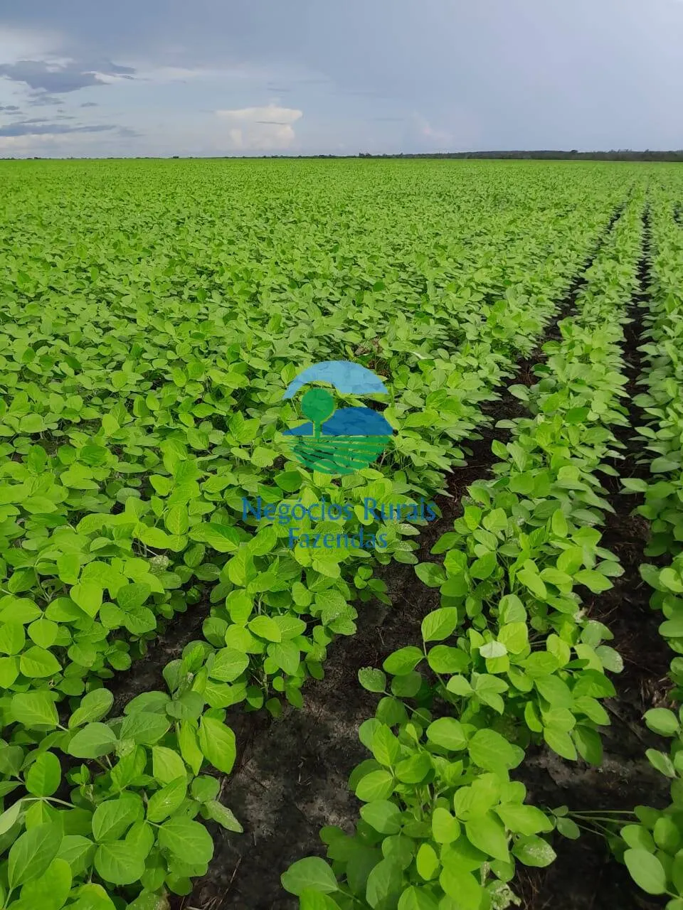 Fazenda à venda de 6.500 ha em Campo Maior, PI, Brasil